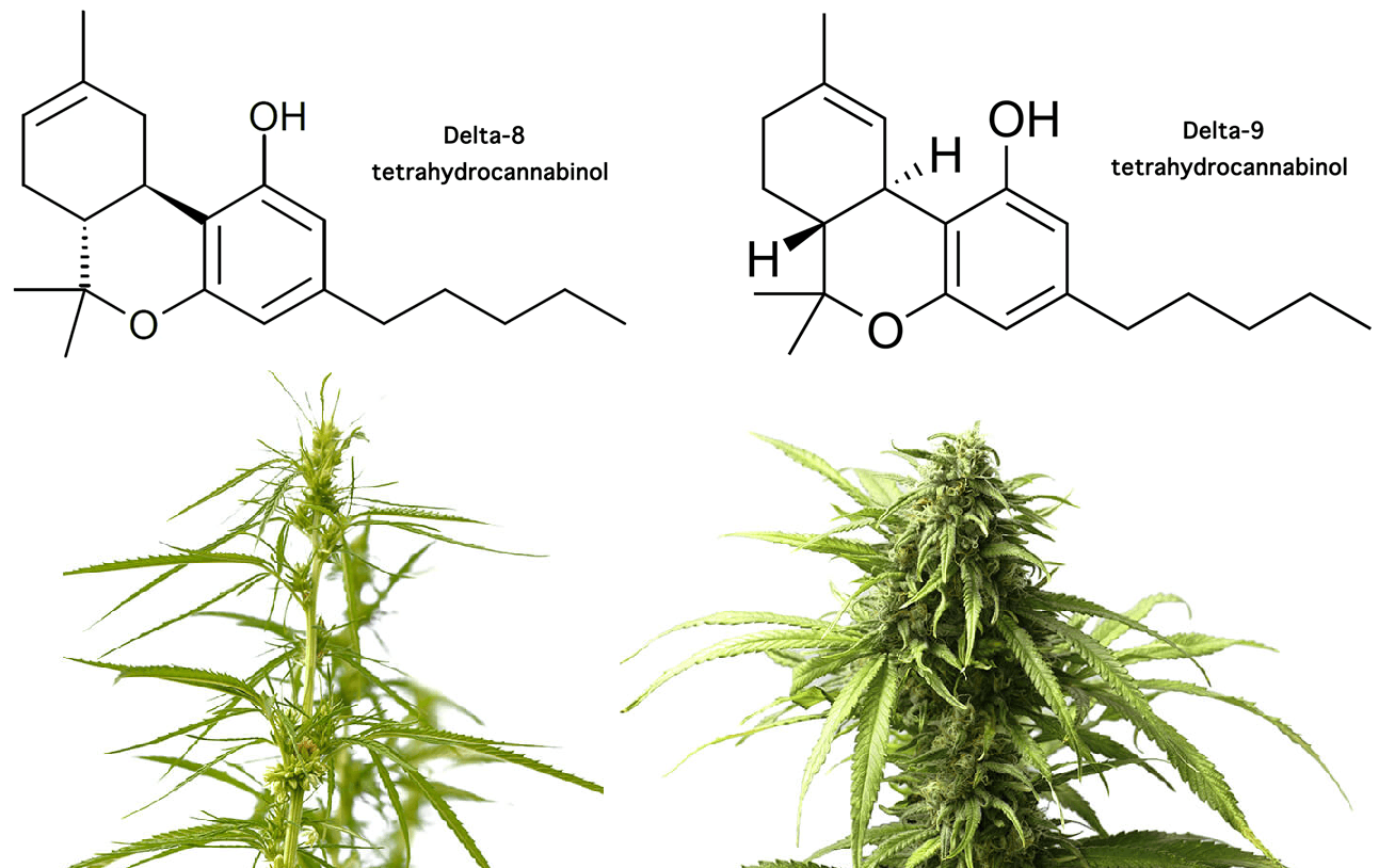 Delta 8: The Trend Shaping Today's Market!